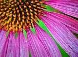 Coneflower Closeup_DSCF06721